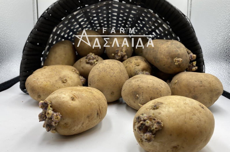 Potato variety - seed production and seed reproduction