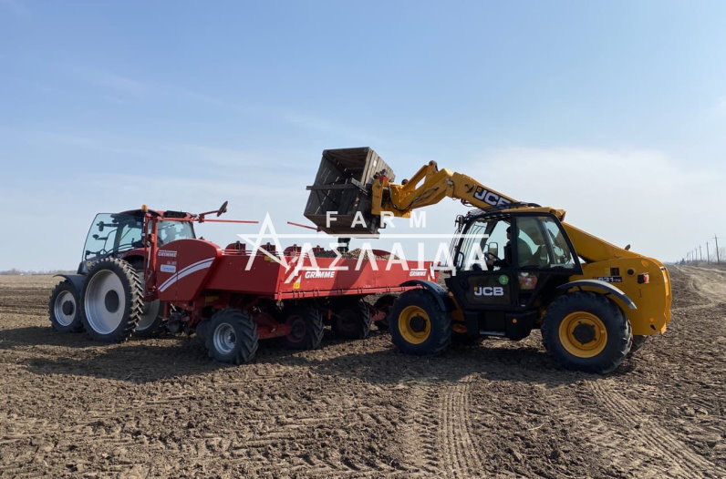 Preparing potatoes for planting