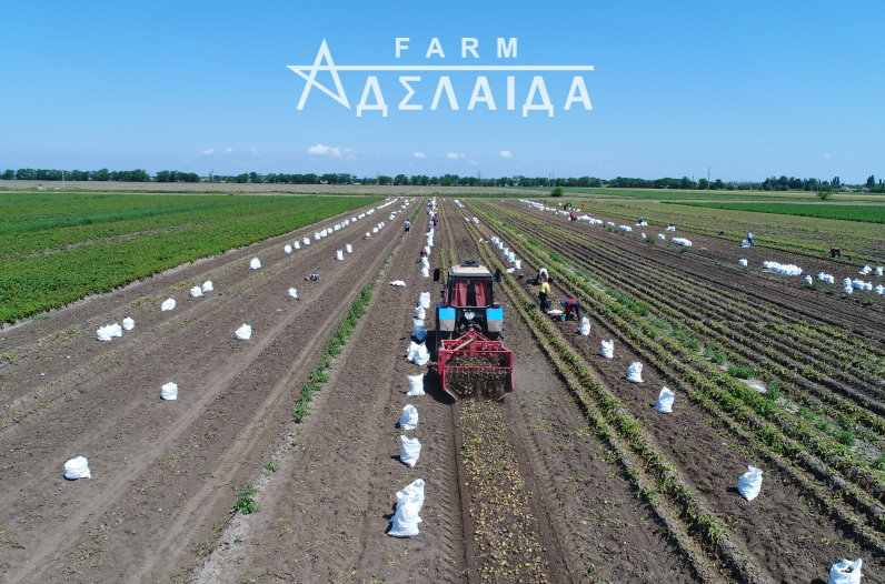 Potato harvesting