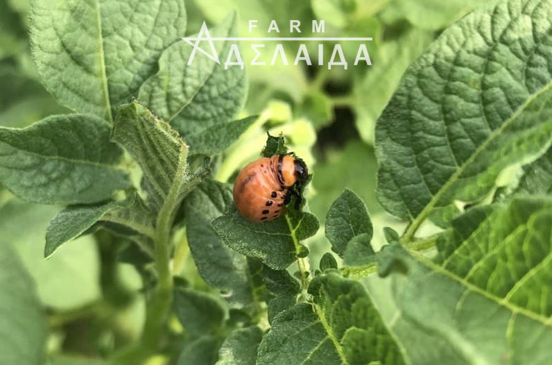Potato diseases - photo, description