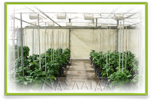Potato breeding