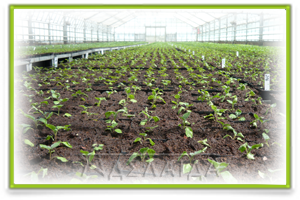 Dependence of yield on reproduction