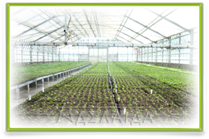 What is potato reproduction