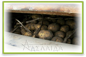 зберігання картоплі в погребі