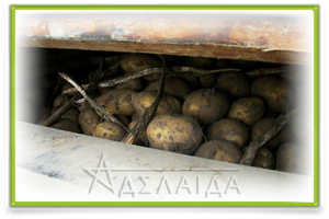 Storage of potatoes in the winter in the cellar