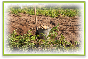 Harvesting potatoes in household plots