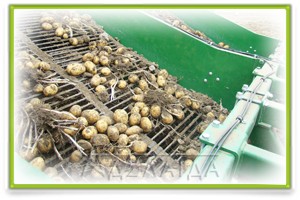 Сепарація бадилля і картоплі при збиранні