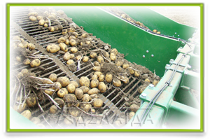 Refinement of the site and potato crop after harvest