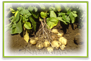 Корневая система картофеля в почве
