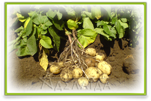 Most common organic fertilizers for potatoes