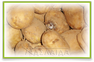 Хвороби картоплі фото у сховищі