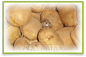 Potato diseases during storage