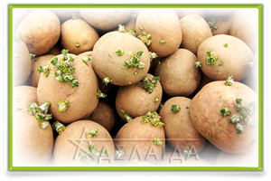 Способи підготовки картоплі до посадки