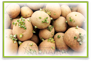 Ways to prepare potatoes for planting
