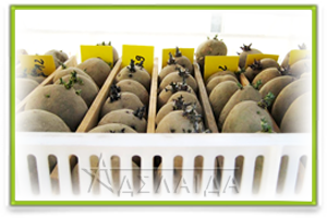 Germination of seed potatoes