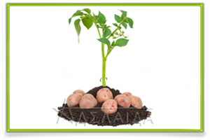 Potato harvesting