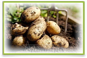 Підготовка насіння картоплі до посадки