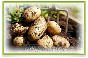 Выращивание картофеля от ФХ