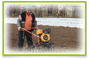 Foliar feeding and harvesting of early potatoes